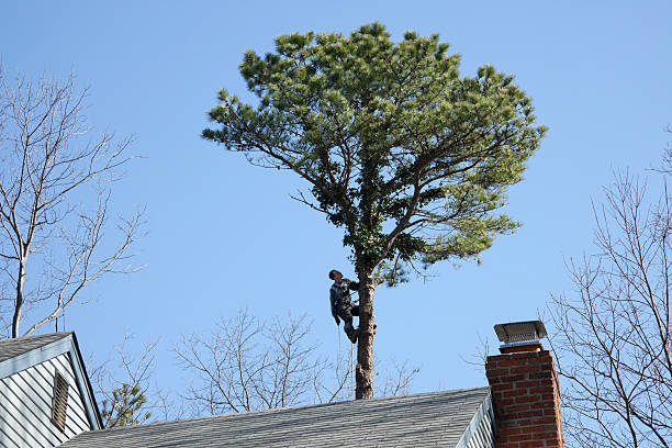 Best Commercial Tree Removal  in USA